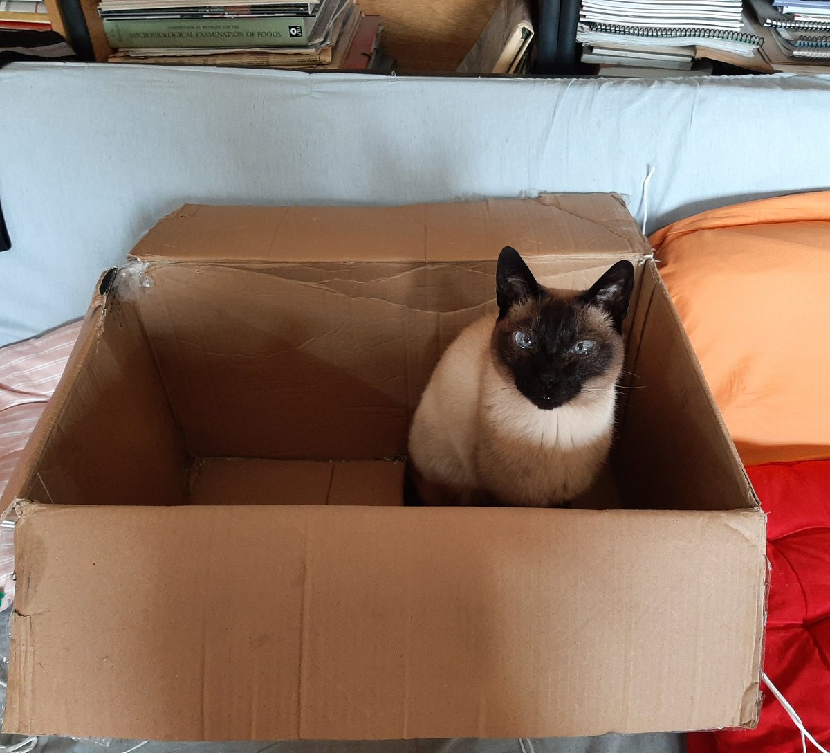 Lopezlaila1's tweet image. #Catbox #Nala 😺