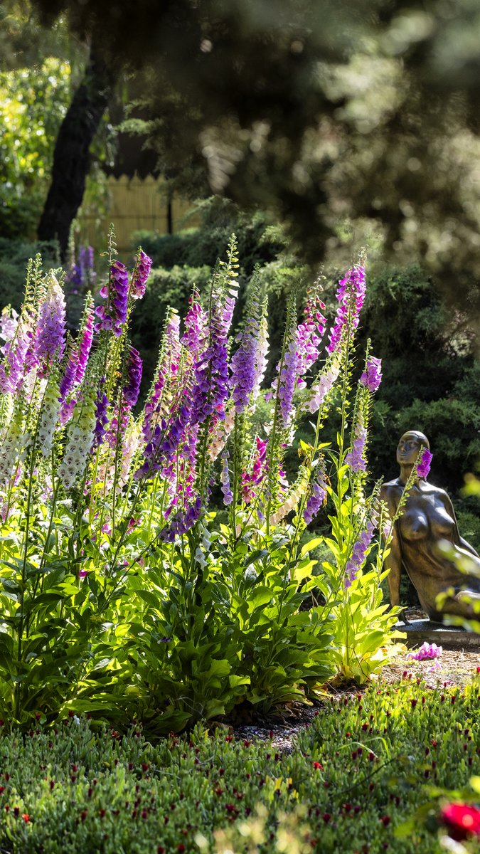 RanchoLaPuerta's tweet photo. Lining the walkway, foxgloves add a touch of colorful poetry, drawing in bees and admiring glances alike. Have you spotted these beauties—also known as fairy fingers—on your walks?
#RanchoLaPuerta #Foxgloves #Wildflowers #GardenBeauty #Bees #DigitalisPurpurea https://t.co/oRs9N3isW4