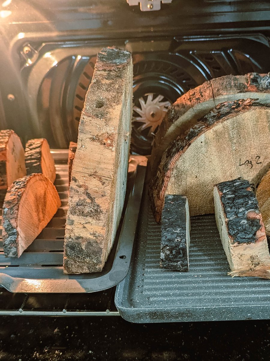 Mast Reforestation tweet media