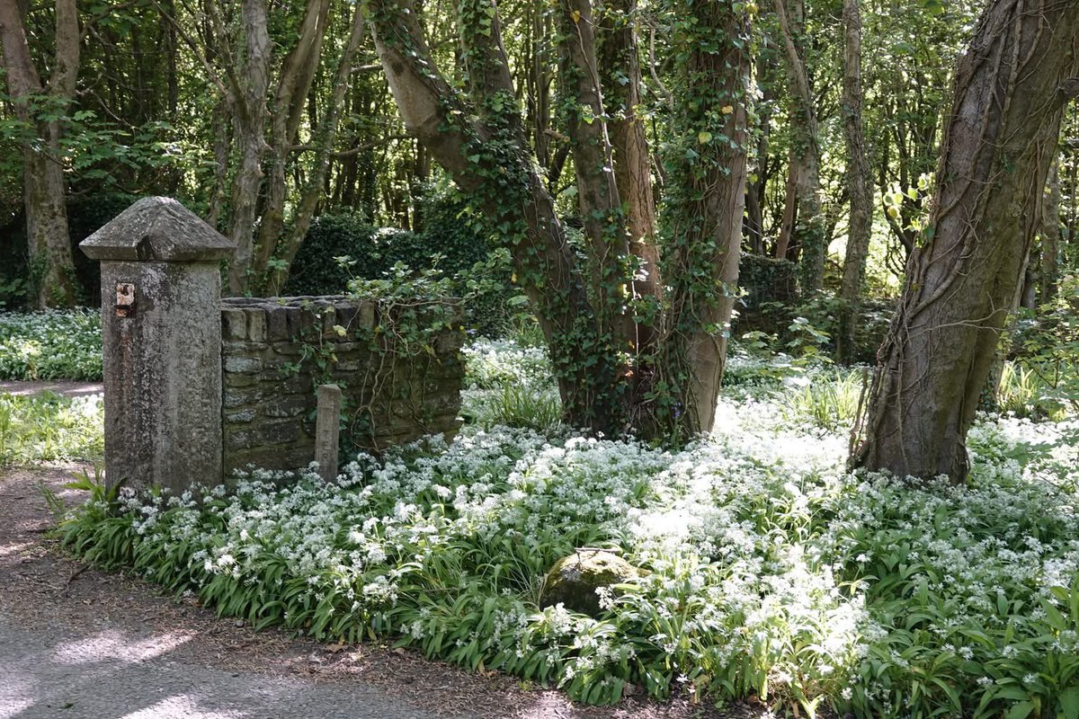 PenrhosSave's tweet photo. #Penrhos 📸by Shirley Blease https://t.co/599RSykDrN
