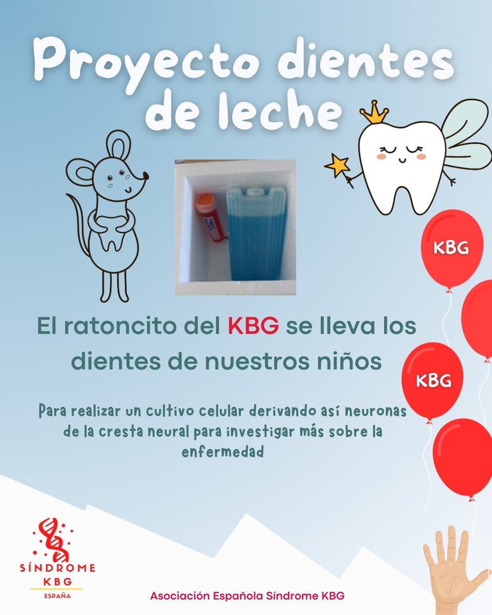 🦷✨ El #RatoncitoDelKBG 🧬🐭 Cuando un niño con #SíndromeKBG pierde un diente, comienza una historia de ciencia y esperanza. Los científicos derivan neuronas de esos dientes para investigar esta rara enfermedad. Cada diente es un paso hacia el futuro. #CienciaConAmor 💙