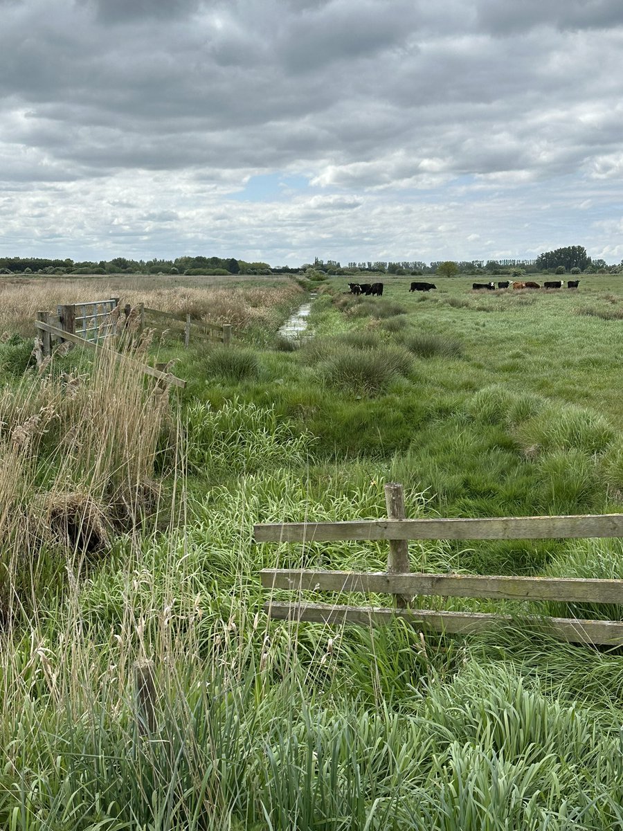 Rachael Hall tweet media