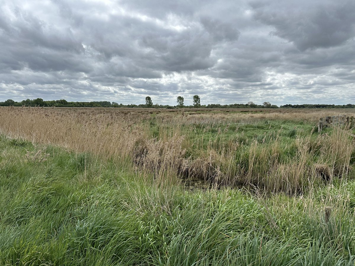 Inspiring stuff and stuff we need even more of. Nattergal’s High Fen - where resetting &amp; peat restoration is underway #nature #climate
