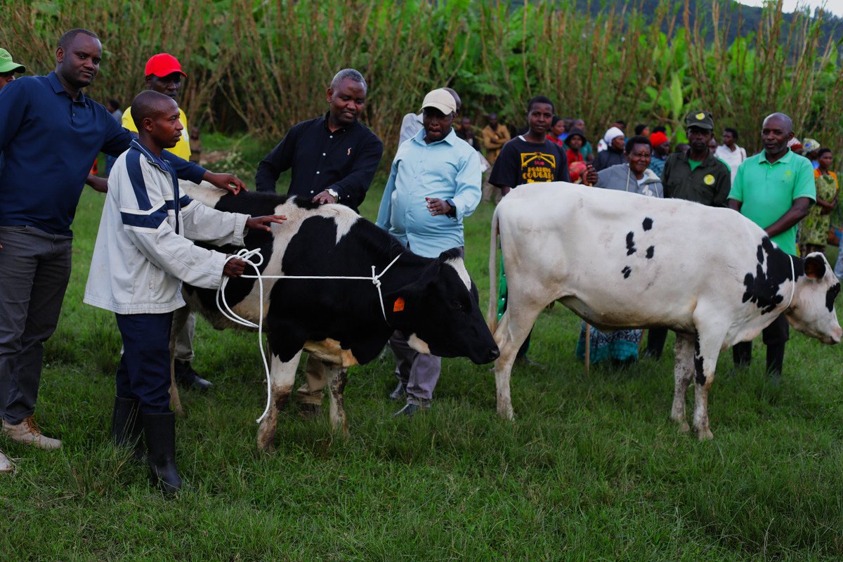 Gakenke District (@gakenkedistrict) on Twitter photo Uyu munsi, Visi Meya ushinzwe Iterambere ry'Ubukungu, <a href="/AimeNiyonsenga/">Aime Niyonsenga</a> arikumwe n’umuhuzabikorwa w’umushinga HIR-RDDP2 muri <a href="/RwandaNorth/">Northern Province/ Rwanda</a>, Karibwende Emmanuel, yayoboye igikorwa cyo koroza inka muri gahunda ya Girinka Munyarwanda, imiryango 43 yo mu Mirenge ya Ruli na Muyongwe. Uyu munsi, Visi Meya ushinzwe Iterambere ry'Ubukungu, <a href="/AimeNiyonsenga/">Aime Niyonsenga</a> arikumwe n’umuhuzabikorwa w’umushinga HIR-RDDP2 muri <a href="/RwandaNorth/">Northern Province/ Rwanda</a>, Karibwende Emmanuel, yayoboye igikorwa cyo koroza inka muri gahunda ya Girinka Munyarwanda, imiryango 43 yo mu Mirenge ya Ruli na Muyongwe.