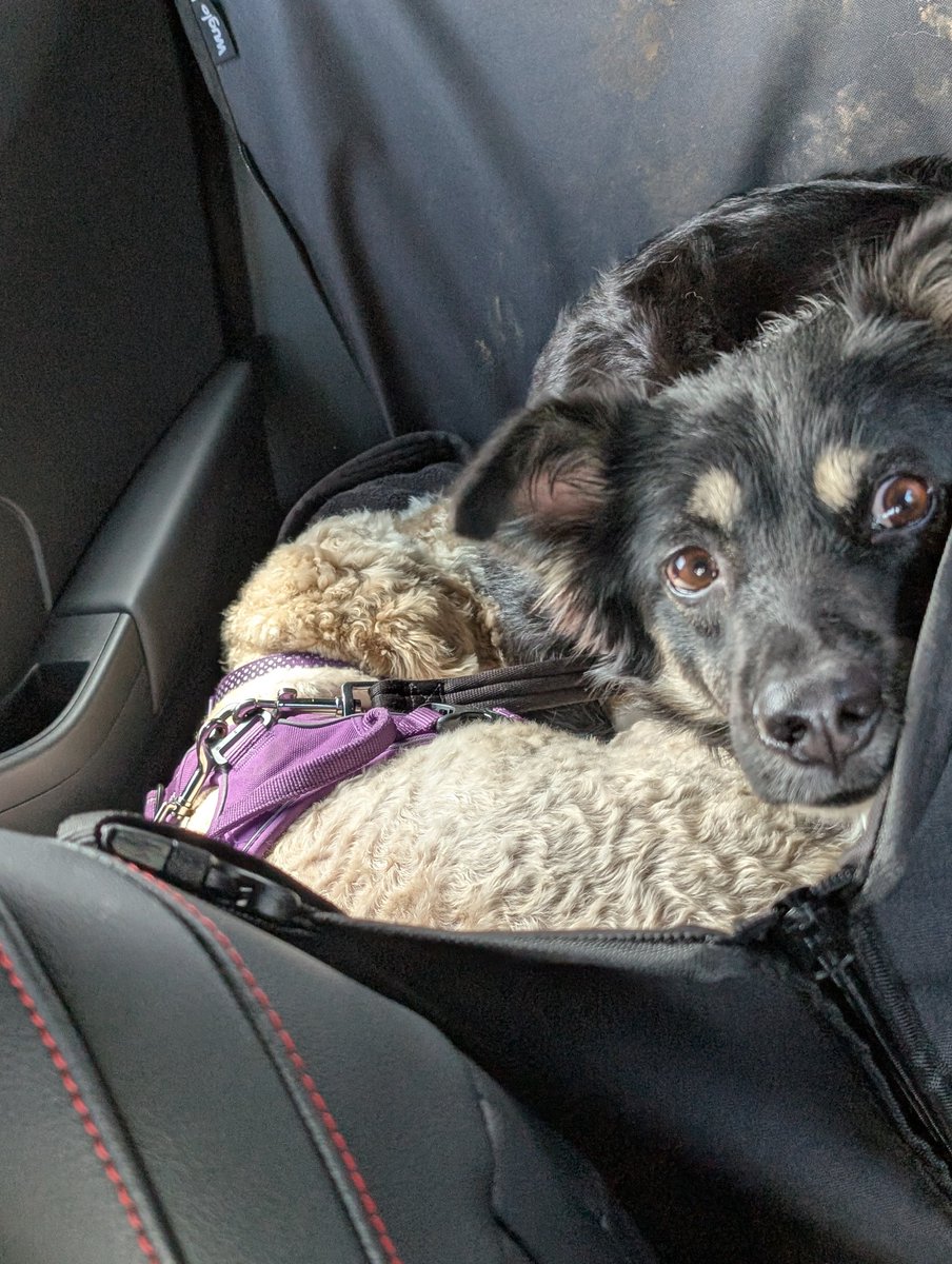 Sooz (@xxsoozxx) on Twitter photo On Monday we went to <a href="/Hopefield_Essex/">Hopefield Animal Sanctuary & Visitor Centre</a> Brian and Marshall shared Marshalls car seat
Had a lovely time although Brian did stick his nose through the bars and got his nose pecked by a chicken!! 🤣 On Monday we went to <a href="/Hopefield_Essex/">Hopefield Animal Sanctuary & Visitor Centre</a> Brian and Marshall shared Marshalls car seat
Had a lovely time although Brian did stick his nose through the bars and got his nose pecked by a chicken!! 🤣