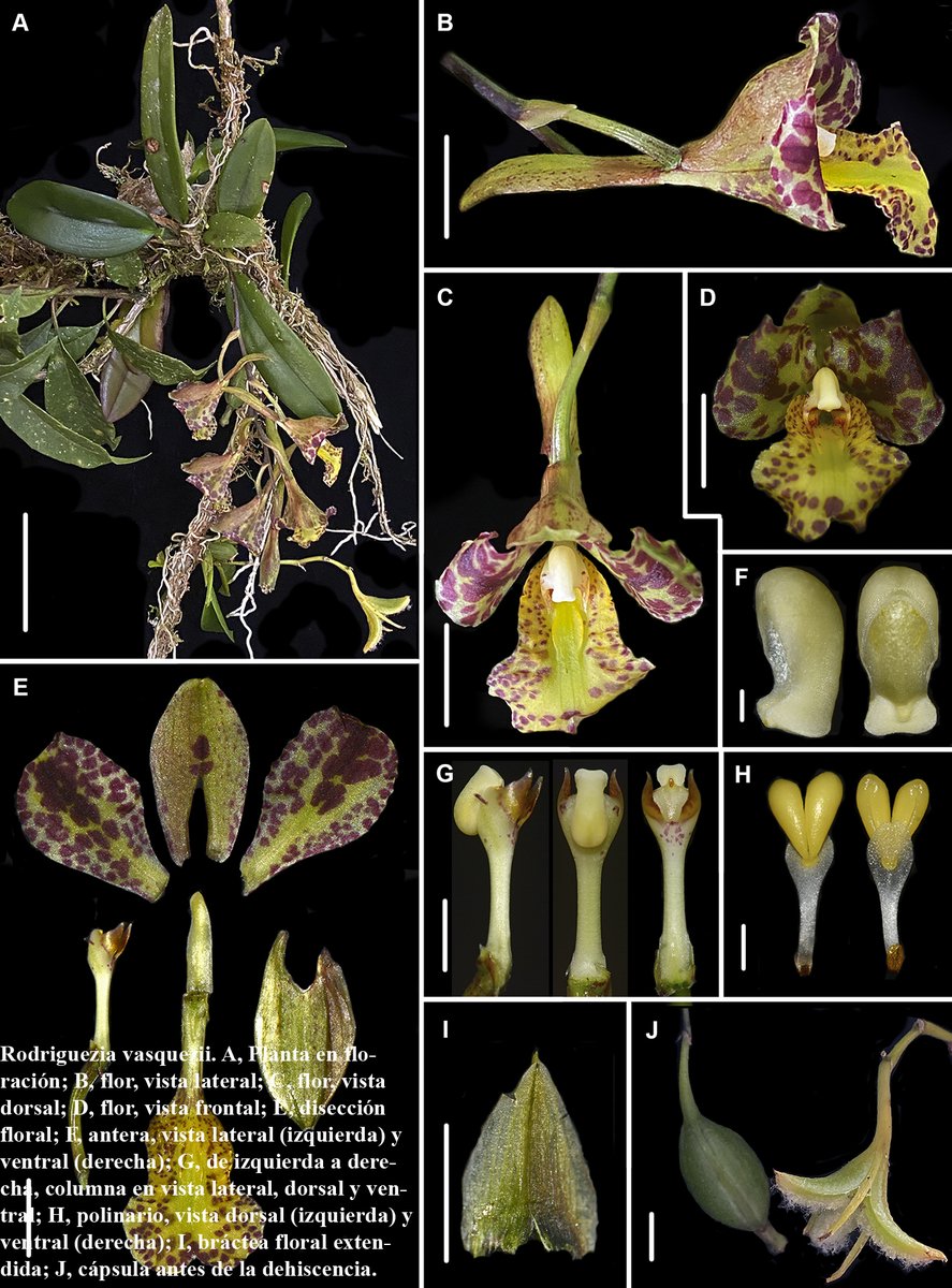 Se registra por primera vez la presencia en el Perú de Rodriguezia vasquezii, especie conocida previamente solo 
de Bolivia, Se presenta una descripción basada en el material peruano y se ilustra la especie con fotografías a color. Leer más: revista.ib.unam.mx/index.php/bio/…