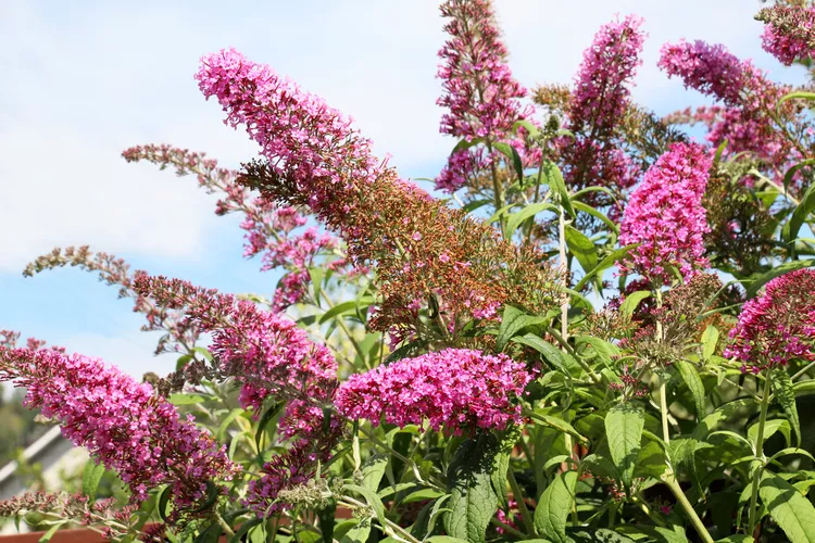 StyledNSpaces's tweet photo. Think twice before planting butterfly bush 🌱—experts say it’s invasive, offers limited benefits to pollinators, and disrupts ecosystems. Choose native alternatives like milkweed or buttonbush instead for a truly pollinator-friendly garden. 🦋🌼 #NativePlants #GardenSmart https://t.co/bnSm7SDLj3