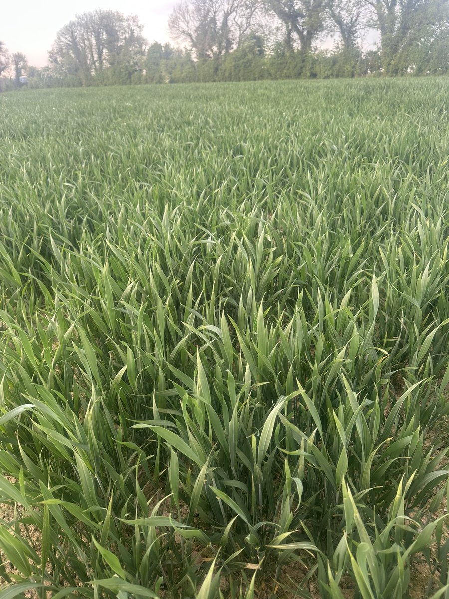 The <a href="/ucddublin/">University College Dublin</a> Protein-I wheat trial is taking off in the heat! 📈