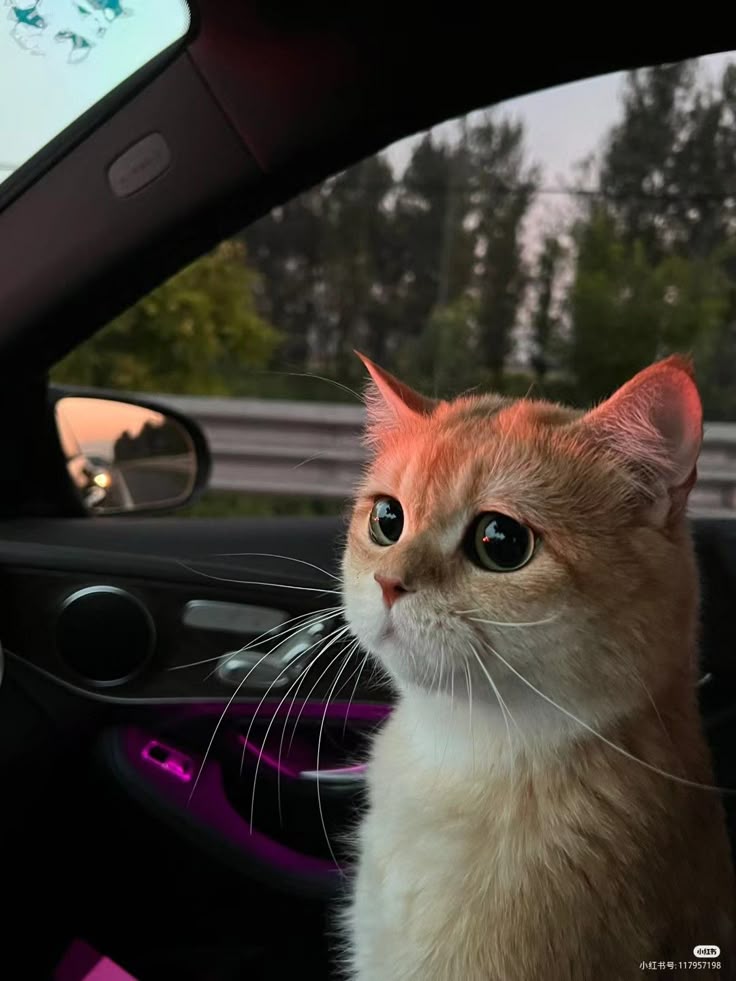 ᅠ ᅠ (@greendreaams) on Twitter photo 