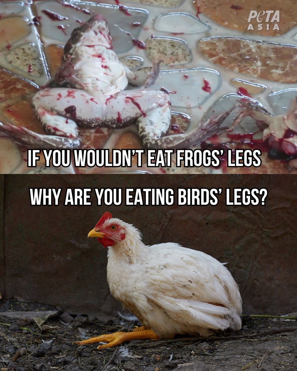 Everyone deserves equal consideration &amp; respect - no matter their species. #EndSpeciesism