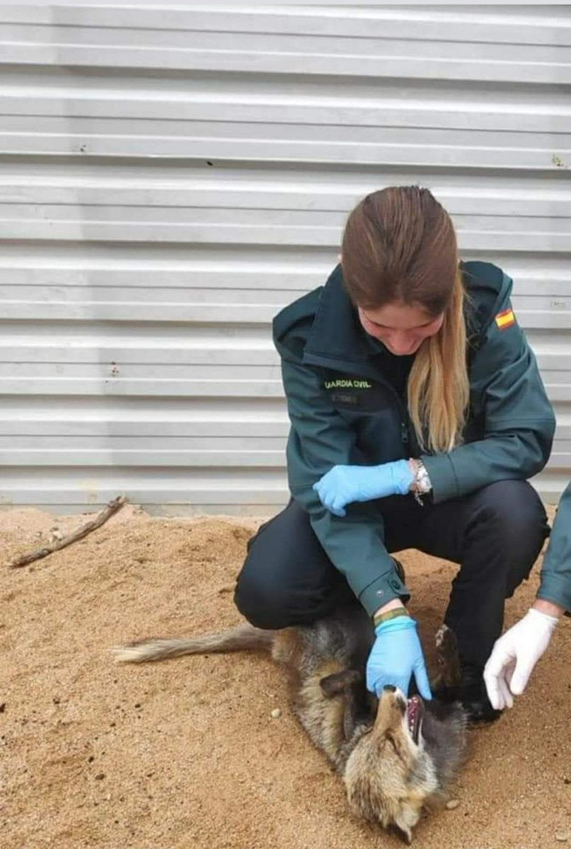 #BuenasNoches

Ella tiene un don especial para conectar con los animales. 

Si alguien tan astuto como un zorro es capaz de dejarse mimar por los compañeros, es porque confía en ellos o porque no podía resistirse al ofrecimiento. Rodando por el suelo de risa

#YoSíPuedoContarlo