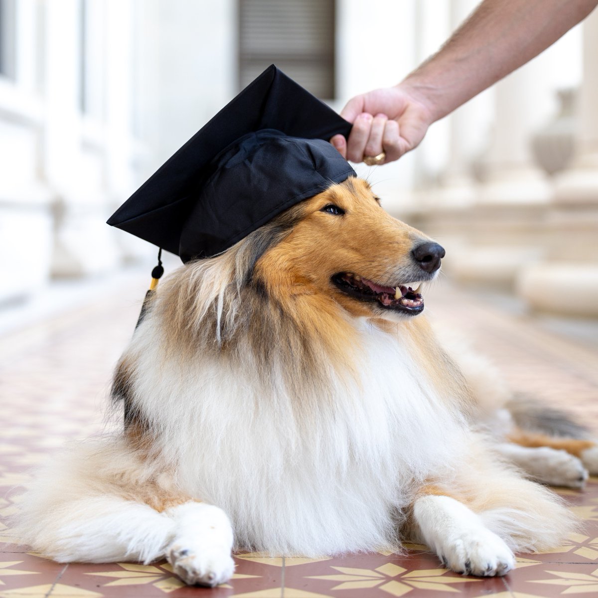 reveille's tweet image. I had to try on one of these caps since my Aggies look so good in them! Congradulations graduates! 🎉, Come back and visit me, you will always have a home here in Aggieland! Once an Aggie, always an Aggie! ❤️🐾