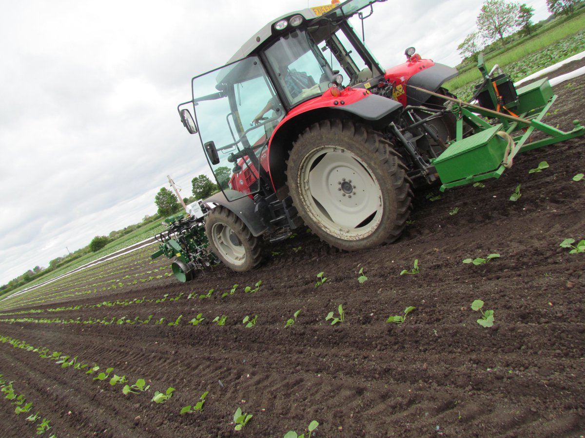 Strawberry Fields (@organic_pam) on Twitter photo #Beetroot drilled into stale seed beds & now being irrigated to germinate in these dry conditions. Nerve racking leaving to chit with that amount of weed before flame weeding. Squash growing well & being robo weeded <a href="/garfordrobocrop/">Garford Farm Machinery</a> #Beetroot drilled into stale seed beds & now being irrigated to germinate in these dry conditions. Nerve racking leaving to chit with that amount of weed before flame weeding. Squash growing well & being robo weeded <a href="/garfordrobocrop/">Garford Farm Machinery</a>