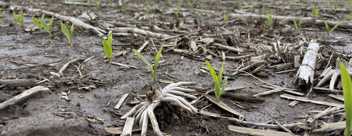Uniform emergence from G13M31-AA despite the wet conditions. 🌽
