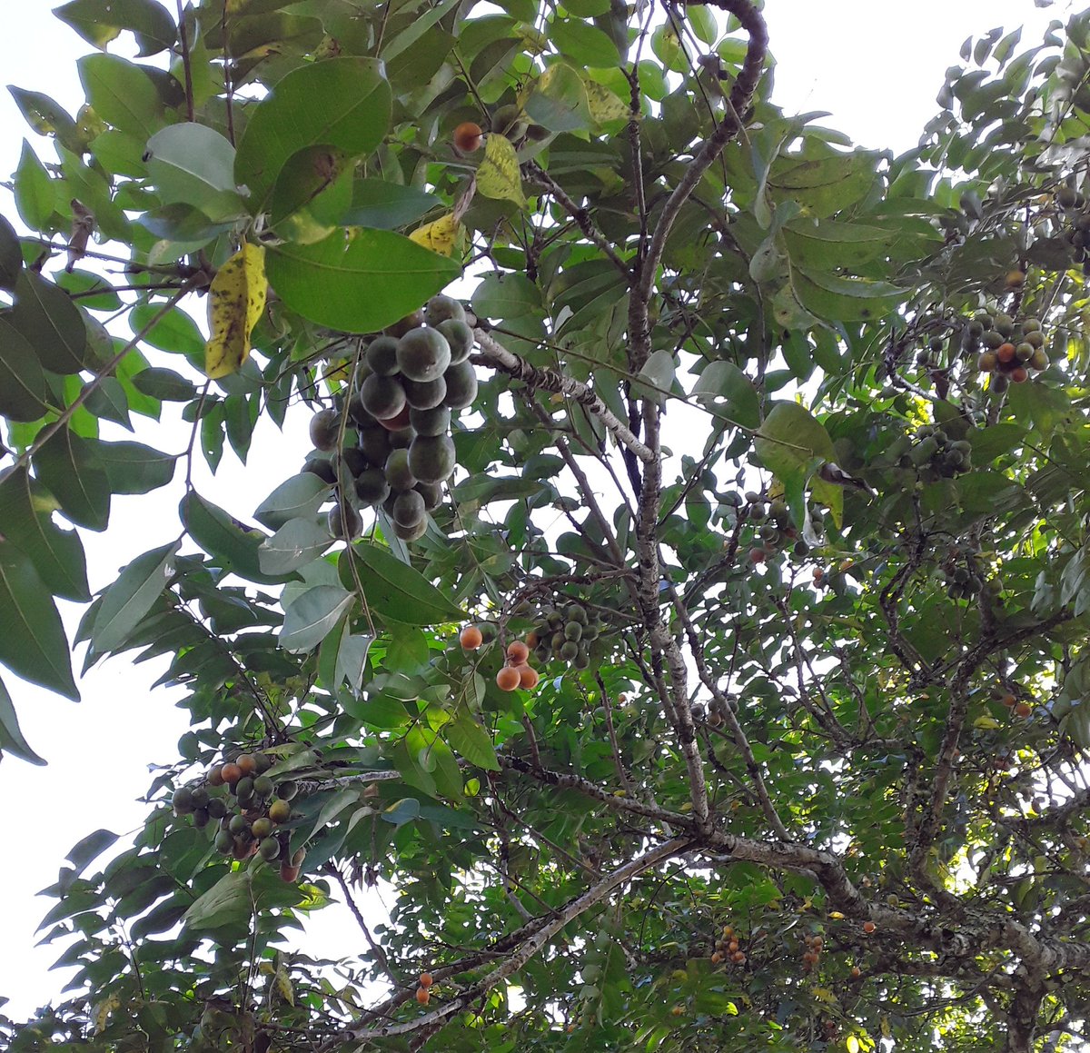 Cashew fruit. 

My 📸