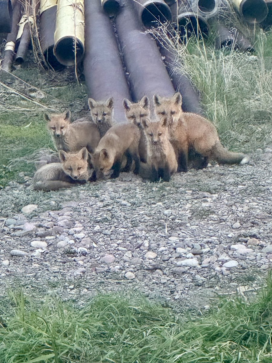 Looks like a new family moved into the neighbourhood. They’ve taken up residence in a length of well casing.