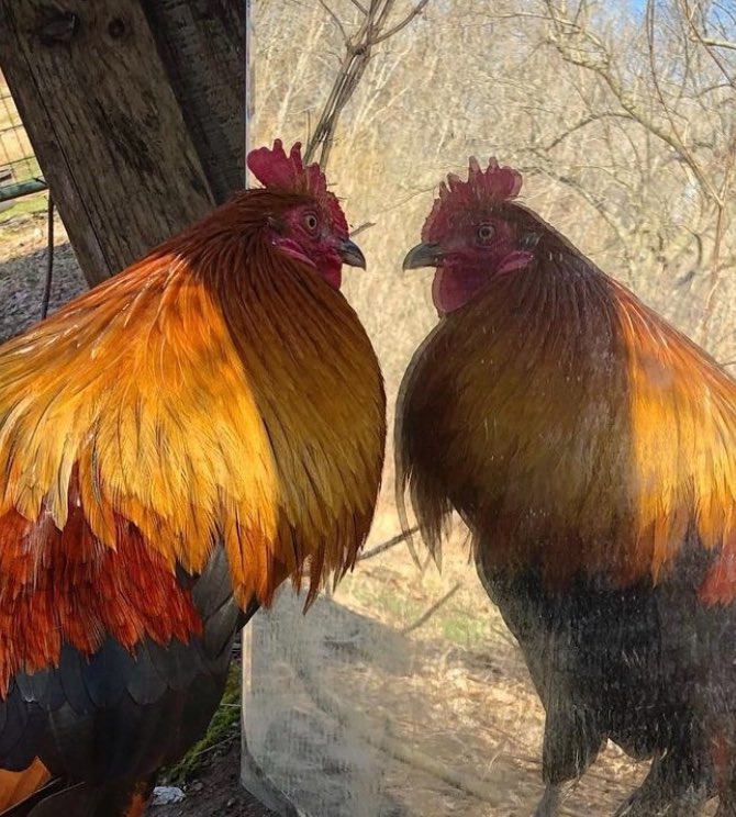 We put a mirror on one of our sheds on a whim years ago and it has been the source of so much entertainment 
The roosters especially get so obsessed with looking at themselves lol