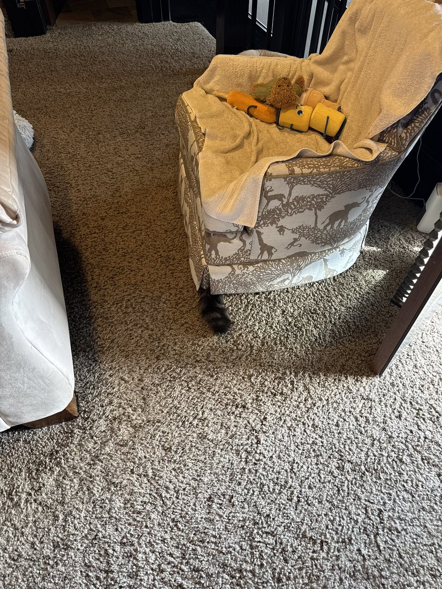 Nobody can see me. Perfect!!! #Chudo #CatsOfTwitter