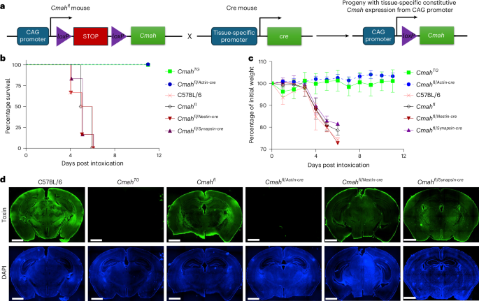 NatureMicrobiol's tweet image. Out Now! Typhoid toxin causes neuropathology by disrupting the blood–brain barrier bit.ly/3RVjfev #Typhoid #Neuropathology #BloodBrainBarrier