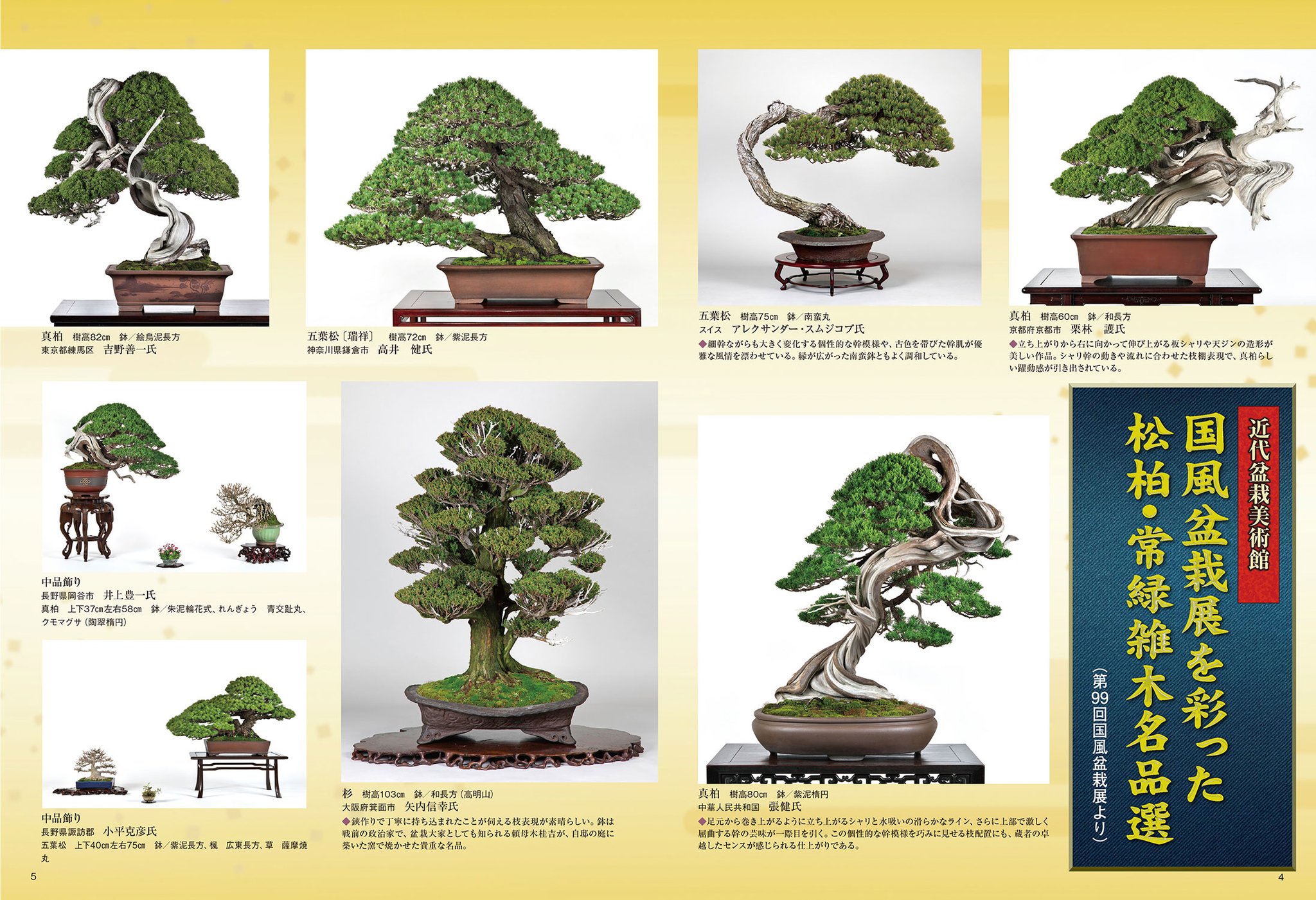 黎鳯 盆栽鉢 盆栽 鉢 黎鳳 【公式通販】