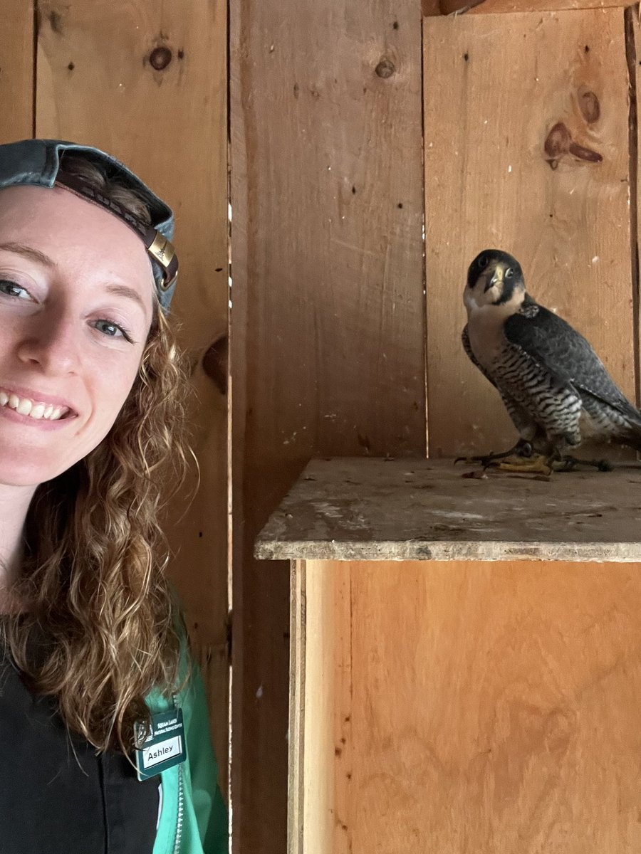 Guess who got assigned to be the trainer for her favorite raptor species 🥰 (it’s me)