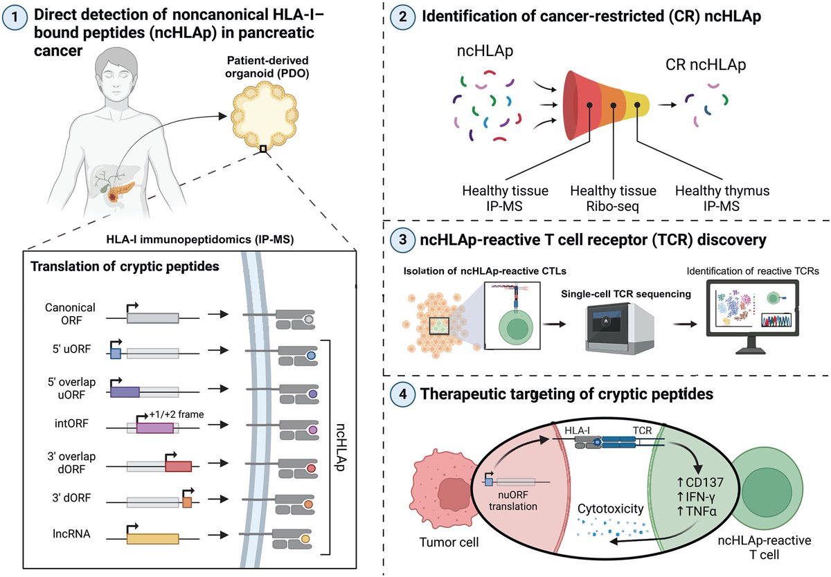 Anirban Maitra (@aiims1742) on Twitter photo Congratulations to Will Freed Pastor <a href="/DanaFarber_Hale/">Hale Family Center For Pancreatic Cancer Research</a> on his foundational <a href="/ScienceMagazine/">Science Magazine</a> paper!! Totally transforms the landscape of #PancreaticCancer tumor antigens.
<a href="/LabJacks/">Jacks Lab</a> <a href="/break_cancer/">Break Through Cancer</a> <a href="/lustgartenfdn/">Lustgarten Foundation</a>
science.org/doi/10.1126/sc… Congratulations to Will Freed Pastor <a href="/DanaFarber_Hale/">Hale Family Center For Pancreatic Cancer Research</a> on his foundational <a href="/ScienceMagazine/">Science Magazine</a> paper!! Totally transforms the landscape of #PancreaticCancer tumor antigens.
<a href="/LabJacks/">Jacks Lab</a> <a href="/break_cancer/">Break Through Cancer</a> <a href="/lustgartenfdn/">Lustgarten Foundation</a>
science.org/doi/10.1126/sc…
