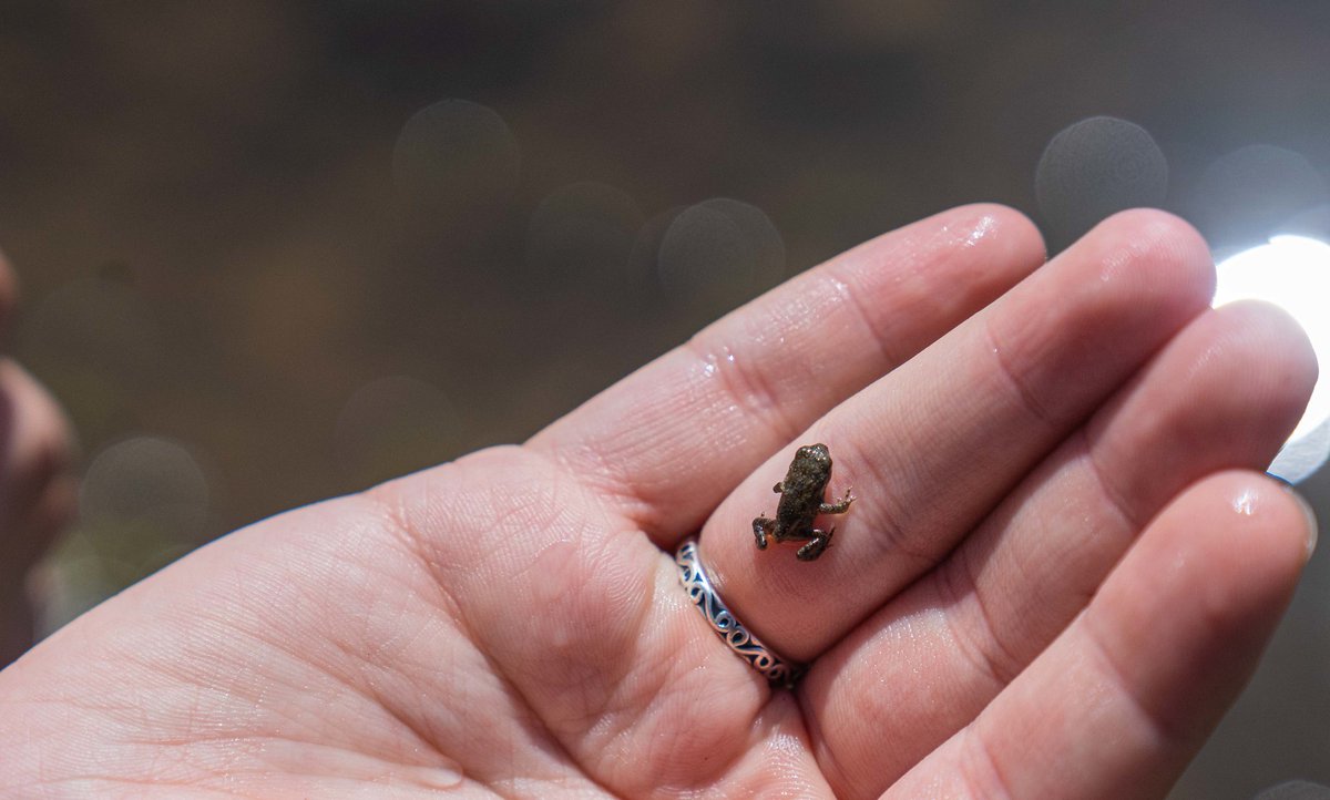 Amphibians might be small, but they tell a big story. Frogs, toads, and salamanders are indicators of clean water and healthy ecosystems. Restoring and protecting wetlands provides numerous environmental benefits, Happy frogs, happy farmers.