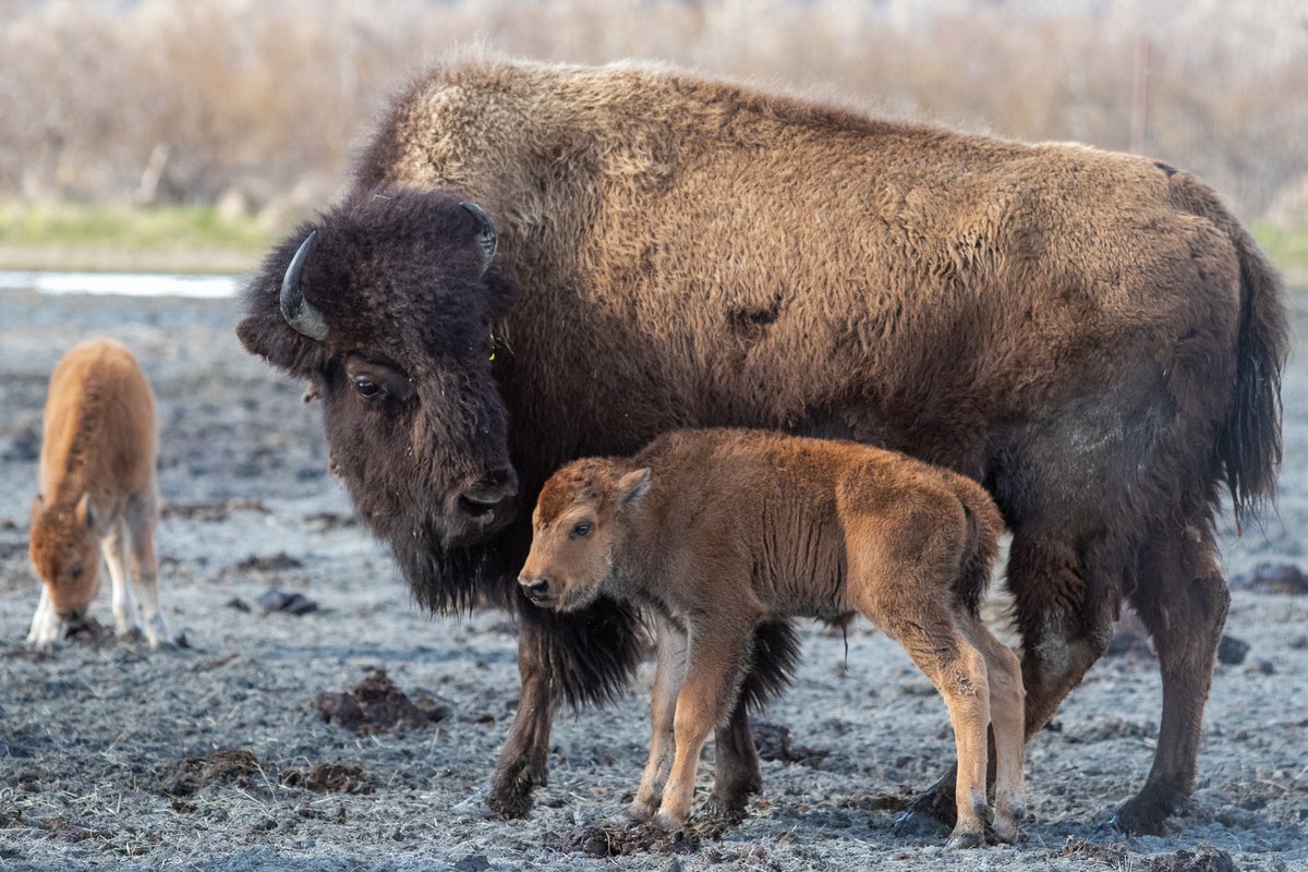 We had our THIRD wood bison calf of the season born this morning!! Tis' the season 😁

#woodbison #bison #bisoncalf #awcc #akwildlife #alaskawildlife #alaskawildlifeconservationcenter #wildlifeconservation #wildlifesanctuary #nonprofit #akwildlife