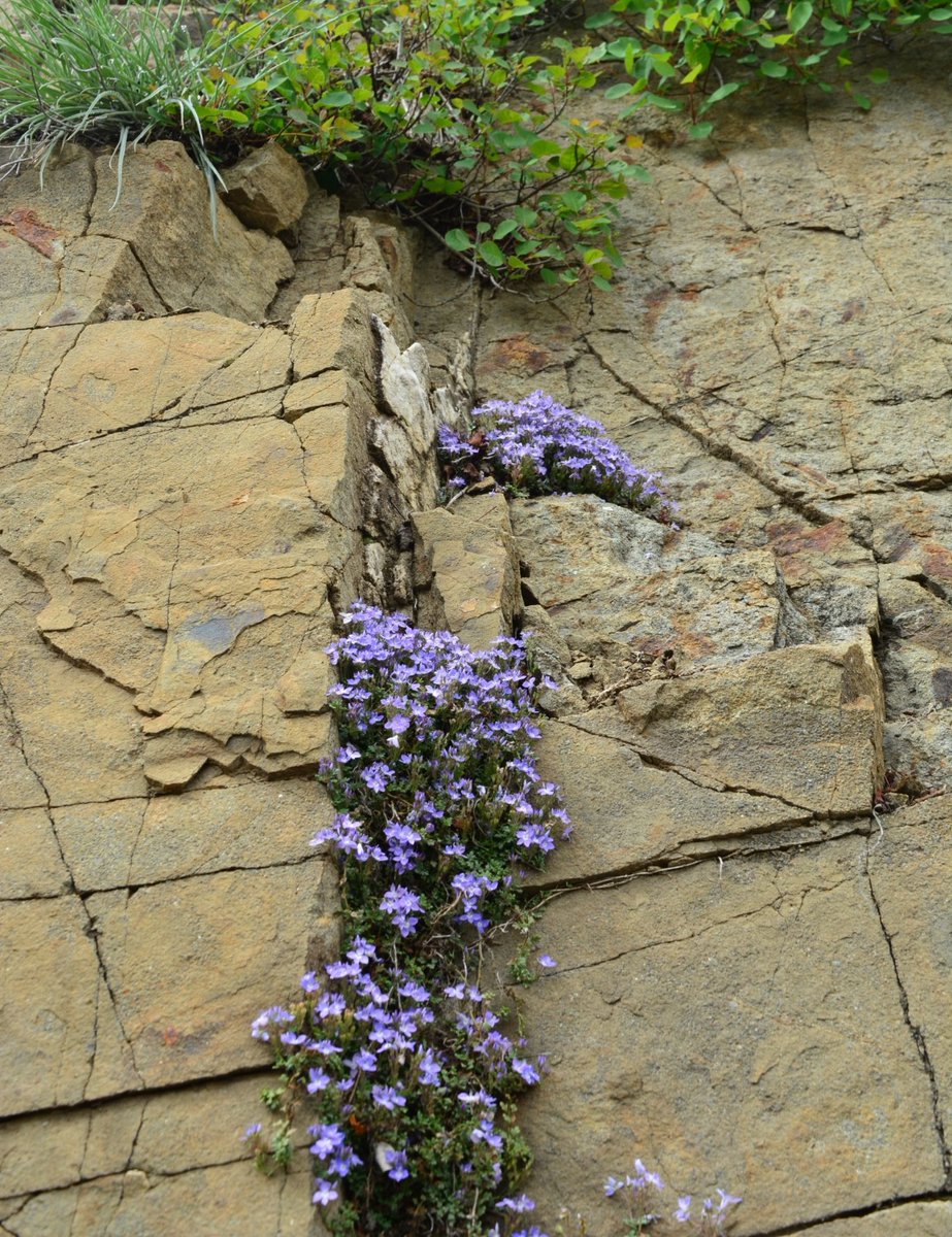 Çatlamış kayaların arasından çiçek yeşerten Allah,
Kırılmış hayallerinin içinden ne güzellikler çıkartır..
Sen inanıyor musun onu söyle..?