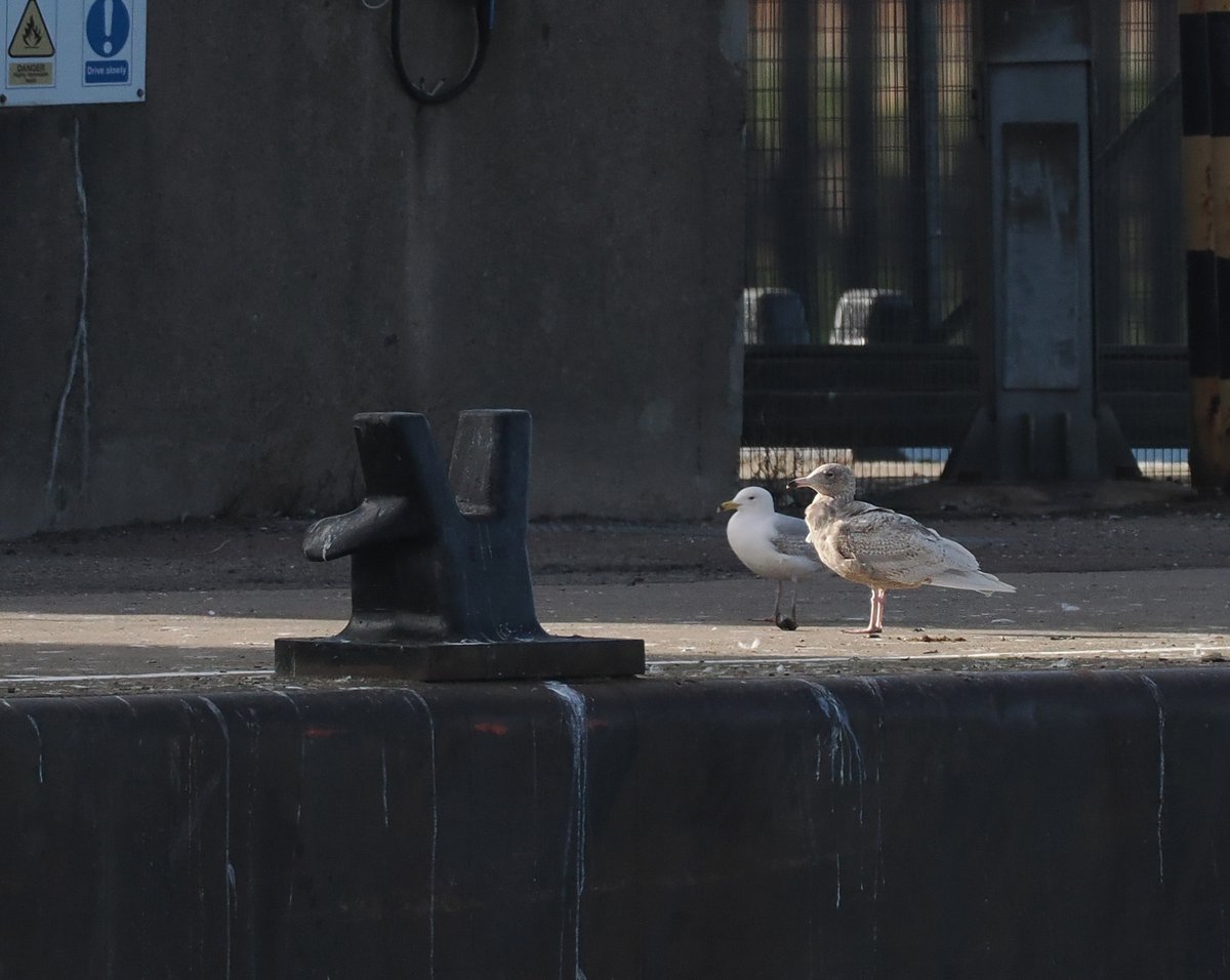 Andrew Whitehouse (@anthrobirder) on Twitter photo The immature Glaucous Gull reappeared in Aberdeen Harbour this evening. It remains in charge. The immature Glaucous Gull reappeared in Aberdeen Harbour this evening. It remains in charge.