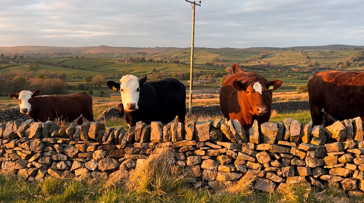 bernardsfarmuk's tweet photo. Evenings like these make all the sleepless nights, worry, vet bills, lack of money, mud, shit, sweat, blood,
tears worth it ππππππππππ«π«π«
#farmlifebestlife #onelifefarmit #tenantfarmer #hillfarm #staffordshiremoorlands #peakdistrict #farmingfromscratch #sayitlikeitis https://t.co/4rvlSXthLD