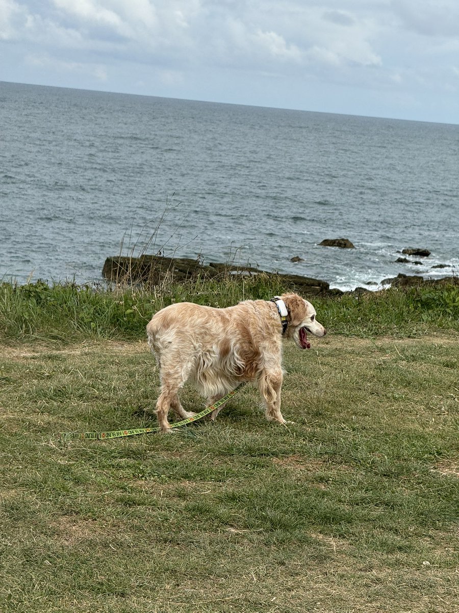 SpanielsSuper's tweet photo. Ronnie explores the coastline https://t.co/dbBm3SuaHj