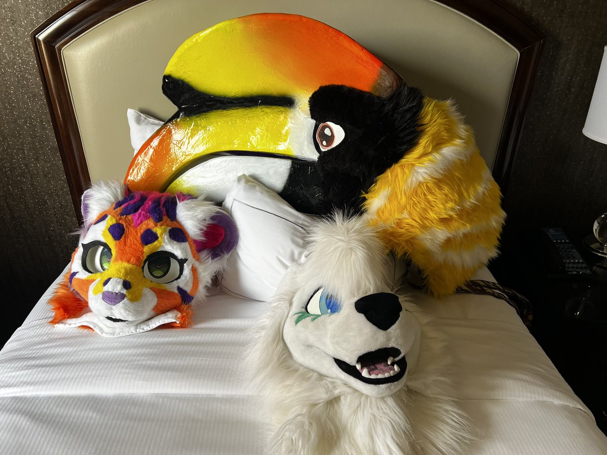 HarryHornbill's tweet photo. FINALLY in my room despite the setbacks. Now for the reg line!

🐶@Yimity_ 
🐯@brannytiger https://t.co/bCAFC3u4Sp