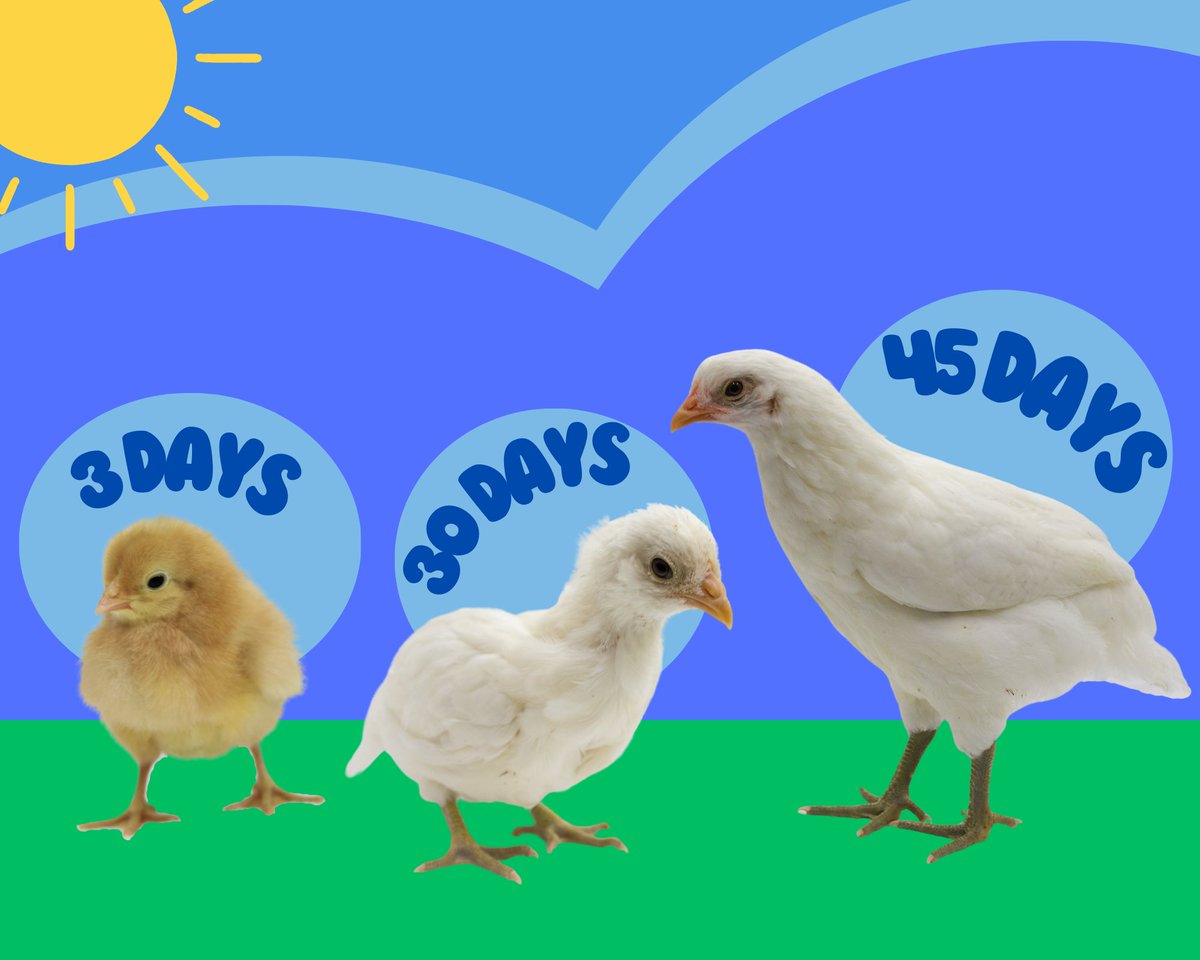 Digital Art and Design student Kenzie collaborated with the Ag Science department to document this little chick's growth. It's remarkable how much they change in a matter of days! 🐥⏱️