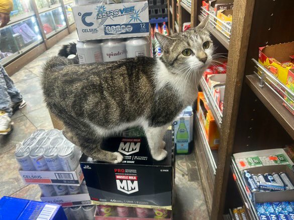 Bodega Cats (@bodegacats_) on Twitter photo 