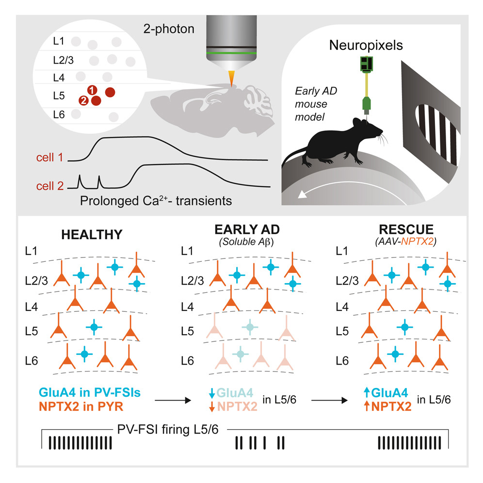 🧠 Paper alert! My scientific labour of love from my time at the <a href="/UKDRI/">UK Dementia Research Institute</a> at <a href="/ucl/">UCL</a> is now out in <a href="/NeuroCellPress/">Neuron</a> !

Deep-layer 5/6 PV interneurons show early dysfunction in Alzheimer's models in vivo, tied to NPTX2 and GluA4 loss.
🔗 cell.com/neuron/fulltex…
🧵Thread below ⬇️