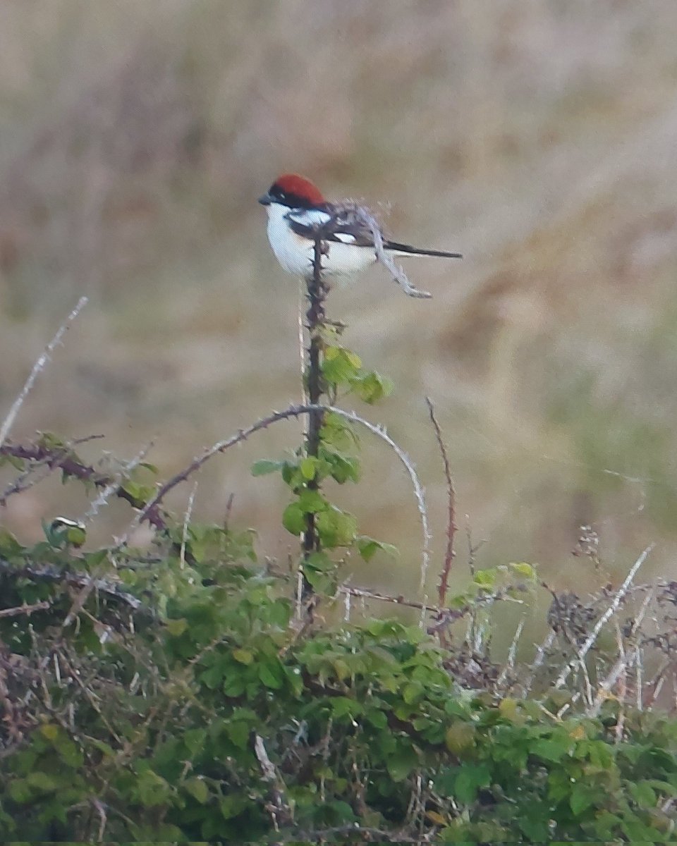 Nice to see this very smart Woodchat Shrike in Burnham Overy Dunes this afternoon