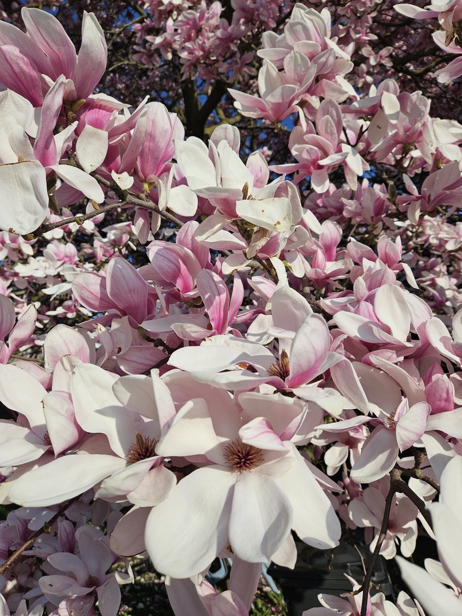 Amazing show from the Magnolias this year