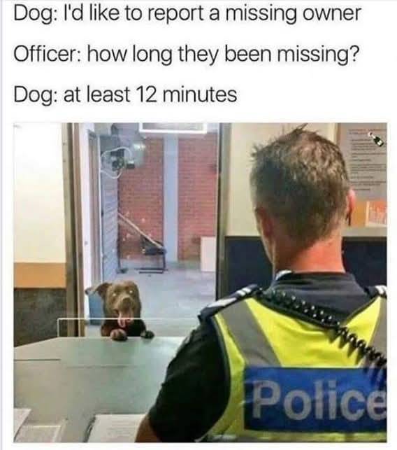 Heckin Good Dogs (@heckingooddogs) on Twitter photo 