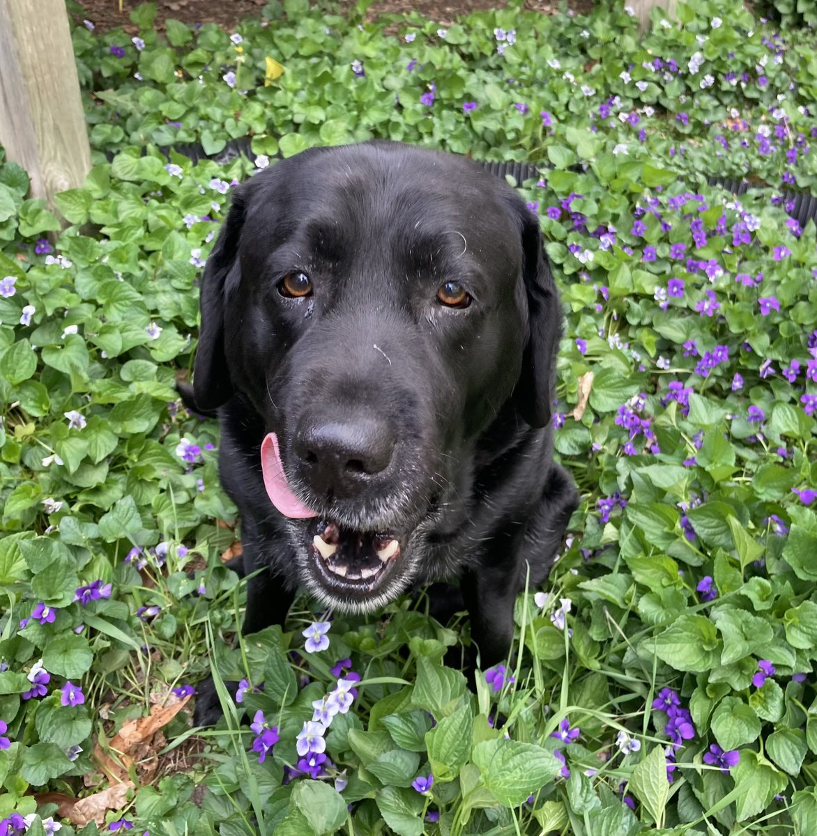 Vincent Young tweet media