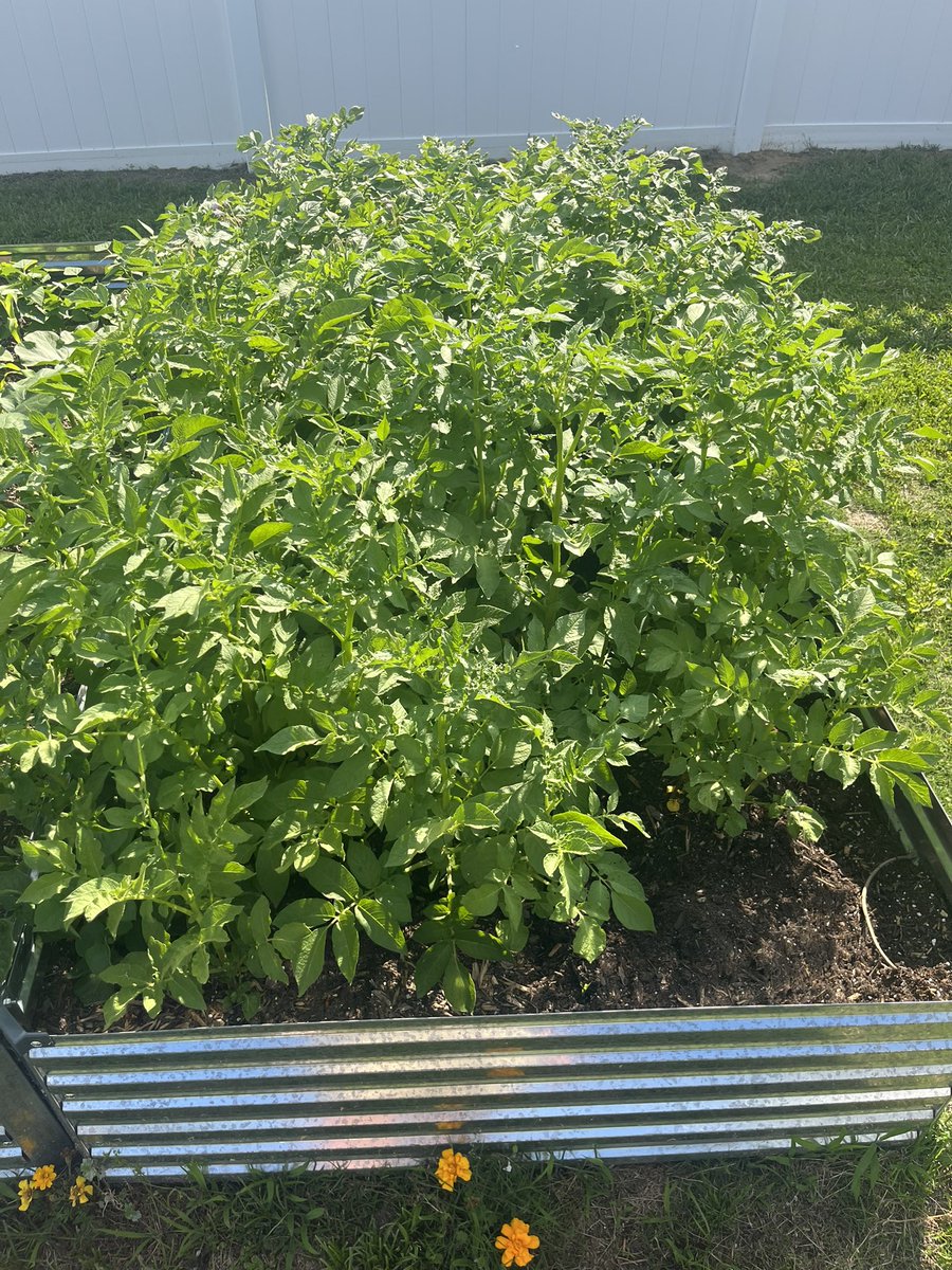 Stuart P (@packmansjp) on Twitter photo <a href="/HitdPod/">HITDPod</a> <a href="/InTheBleachers/">Michael Felder</a> My garden is thriving.  #LetsGrow <a href="/HitdPod/">HITDPod</a> <a href="/InTheBleachers/">Michael Felder</a> My garden is thriving.  #LetsGrow
