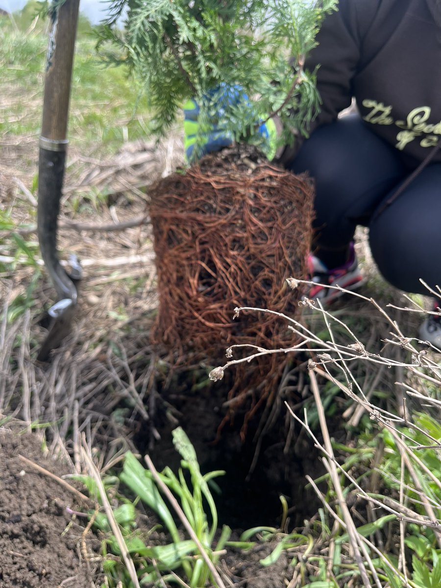 msclark_56's tweet image. Partnered with @UTRCAmarketing and took part in tree planting along the medway creek. Our class chose #climatechange as our topic and nature-based action as our green leaders project. Can’t wait to share it in June! #grade7 #treeplanting #outdoored #tvdsb @TVDSB #greenleaders