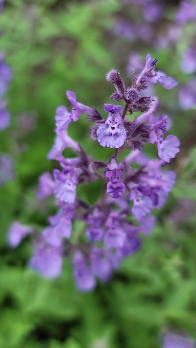 dark violet smile 
nepeta racemosa
eastern cat-mint blooms

#haiku
#bloomscrolling
.