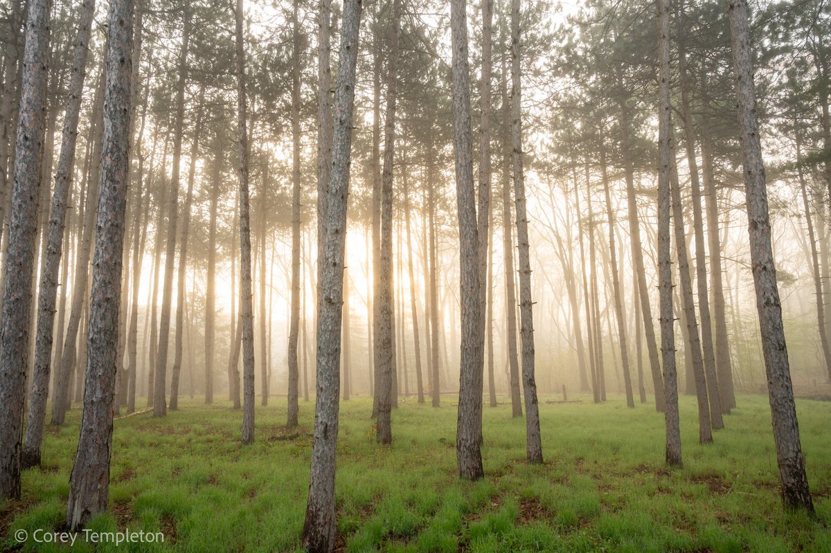 Corey Templeton tweet media