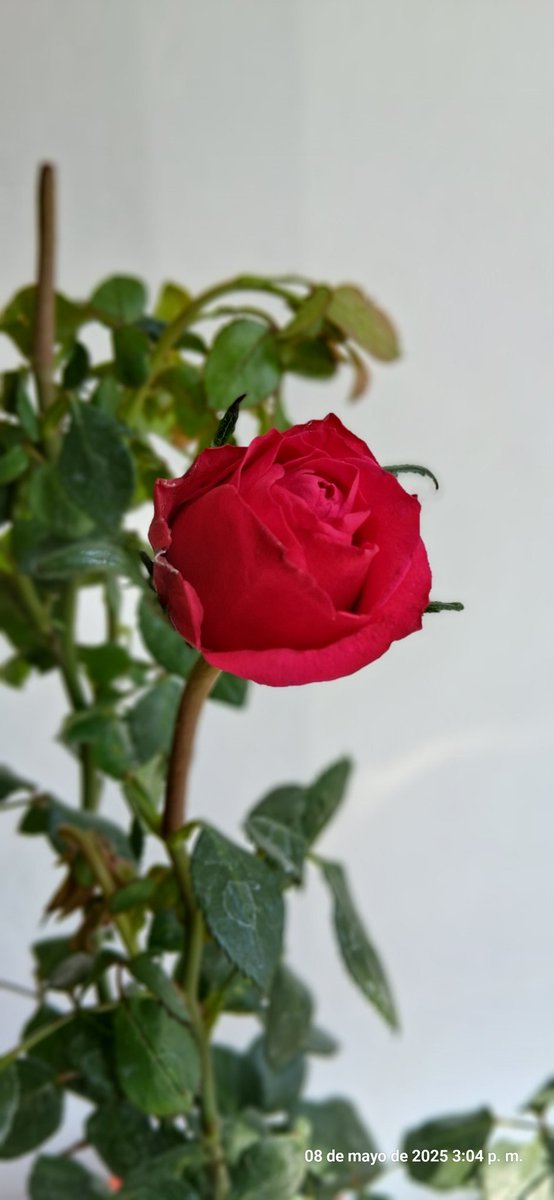 Se agradece el obsequio para las mamás y se valora el esfuerzo de toda la gente dedicada a su distribución y entrega. Muchas gracias <a href="/daniel_carrillo/">Daniel Carrillo Mtz</a>