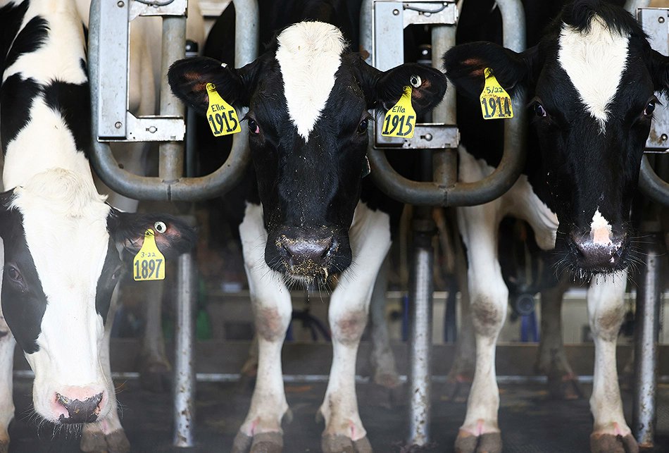 cqresearcher's tweet image. Bird flu is just the latest hit to the dairy industry, which has been dealing with farm consolidation, worker safety concerns and rising costs for years.
CQR looks into the causes and debates around the issues. tinyurl.com/3fr85bzh
