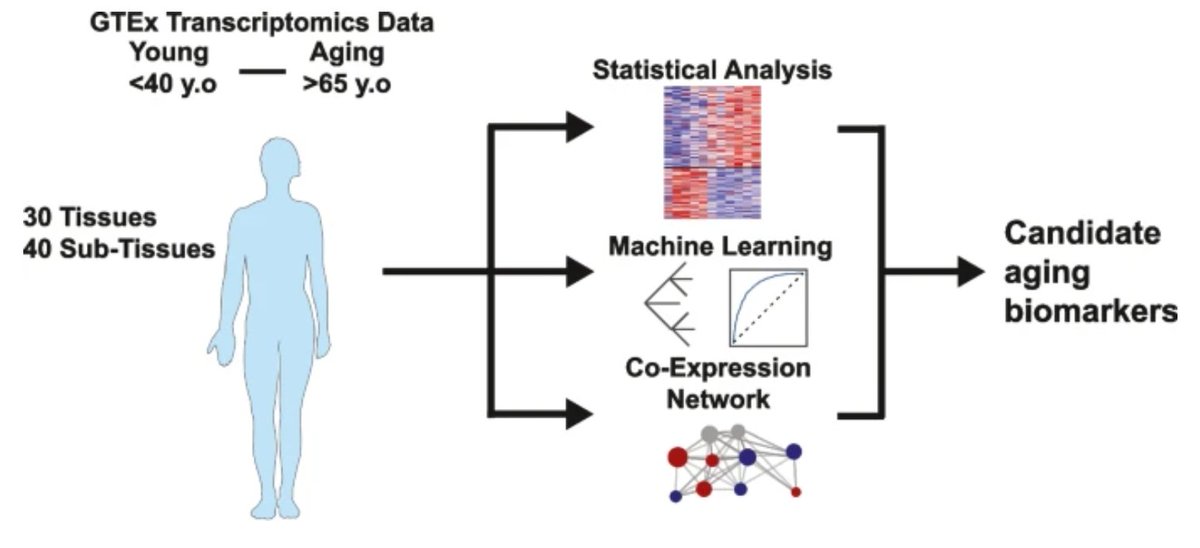 GeroScience (@geroscienceage) on Twitter photo 📢New Open🔓 Access Paper Alert
Global and tissue-specific transcriptomic dysregulation in human aging: Pathways and predictive biomarkers by Muhammad Arif (<a href="/muharif/">Muhammad Arif</a>) & Pal Pacher et al.
rdcu.be/elgbt
#agingbiomarkers #transcriptomics #Geneexpression 📢New Open🔓 Access Paper Alert
Global and tissue-specific transcriptomic dysregulation in human aging: Pathways and predictive biomarkers by Muhammad Arif (<a href="/muharif/">Muhammad Arif</a>) & Pal Pacher et al.
rdcu.be/elgbt
#agingbiomarkers #transcriptomics #Geneexpression