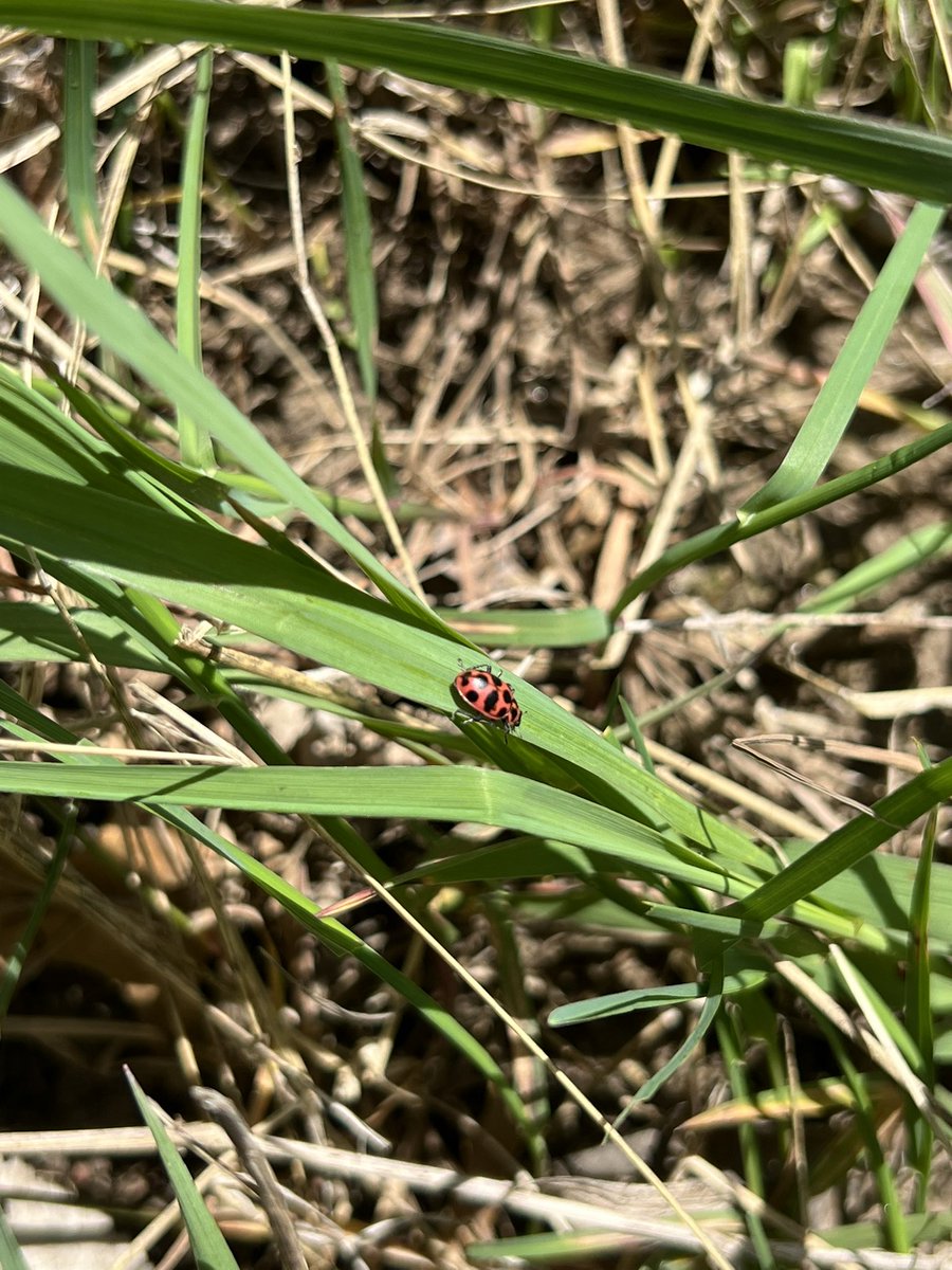 Cute little gems today on my farm walk! Love to see a native lady beetle.