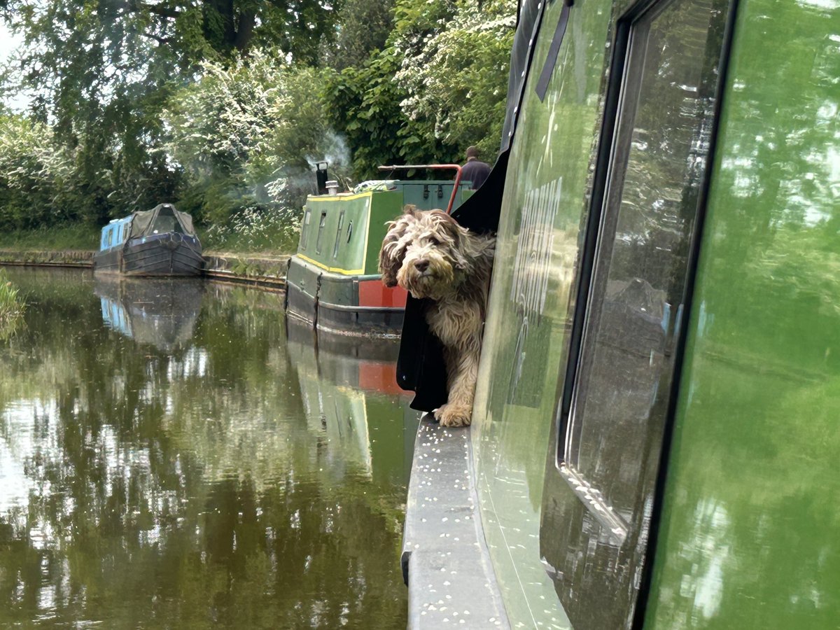 That’s not tick over! #narrowboatlife #canals #lifesbetterbywater #puppy #offgridliving #narrowboat