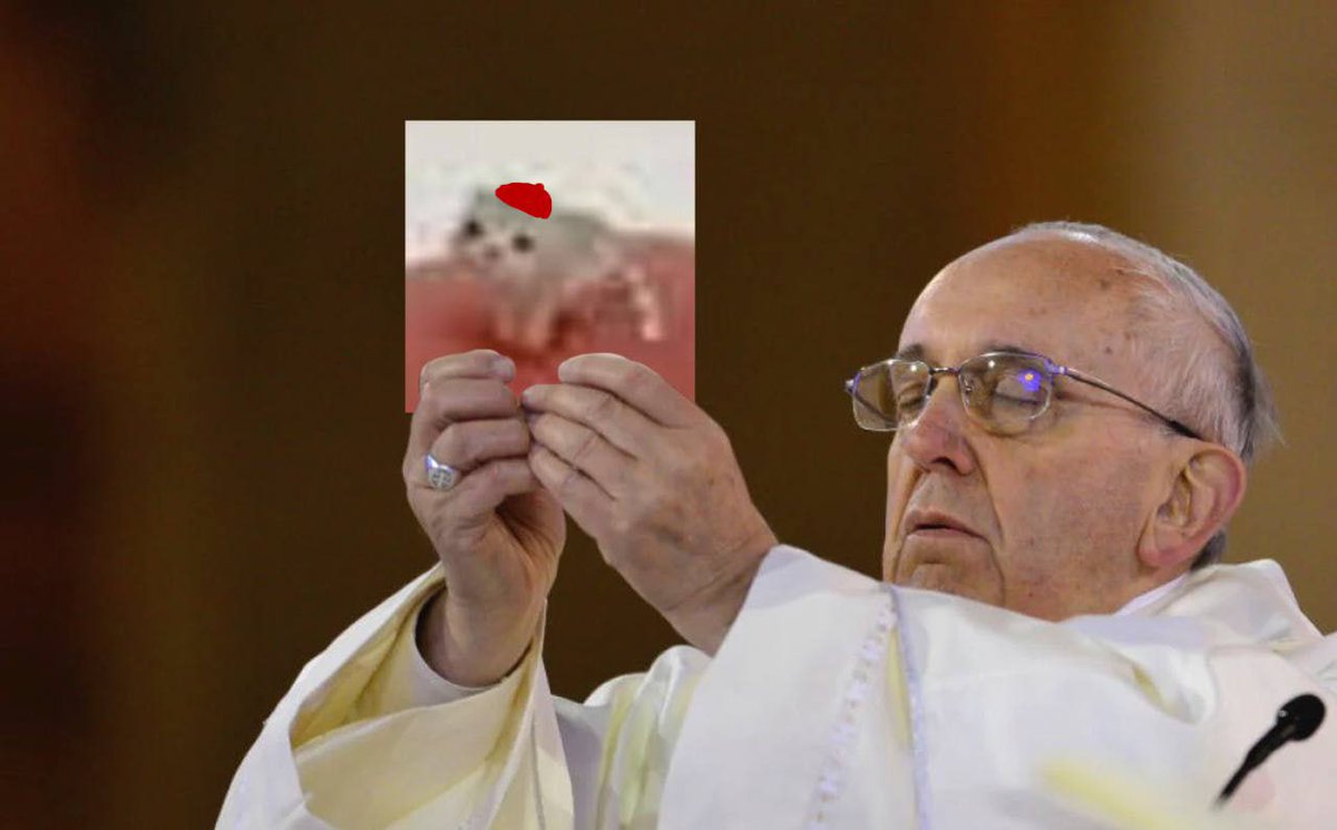 Low Quality Cat tweet media